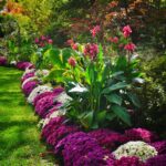 gradina 7