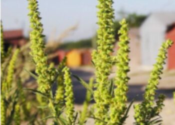 Inamicul public nr. 1: O plantă de ambrozie poate produce peste 3 miliarde de grăunciori de polen (1)