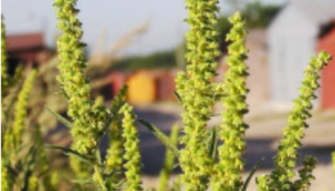 Inamicul public nr. 1: O plantă de ambrozie poate produce peste 3 miliarde de grăunciori de polen (1)