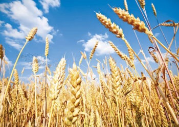 Fermierii români au primit licențe pentru importul cerealelor din Ucraina