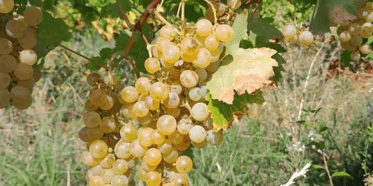 Strugurii – beneficii pentru o alimentație sănătoasă cu produse de sezon