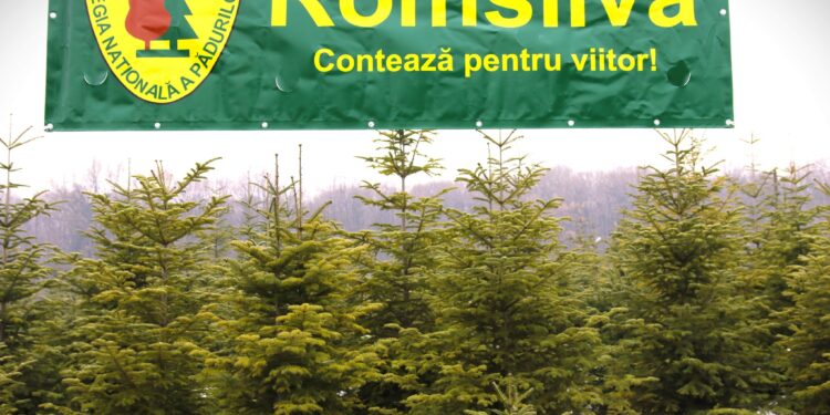 Pomi de Crăciun de la Romsilva