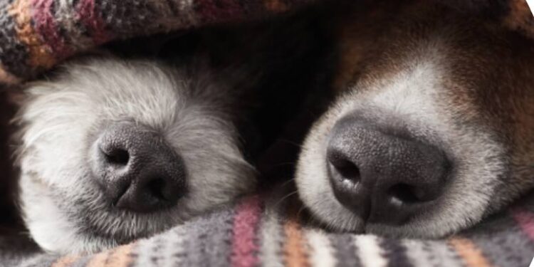 VINE IARNA. Ne gândim și la câinii din curte?