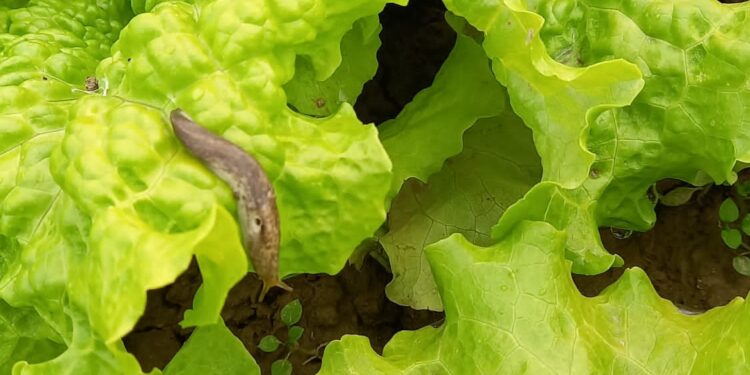 Limaxul – un dăunător problemă din grădina de legume
