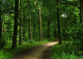 Pădurea Verde, pădure-parc?