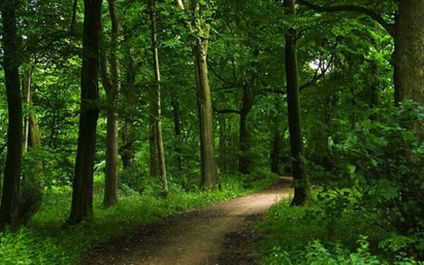 Pădurea Verde, pădure-parc?