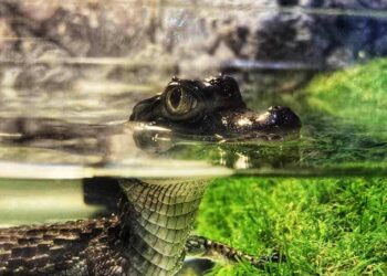 Caimanul Poncho, vedeta expoziției de la Complexul Muzeal Arad