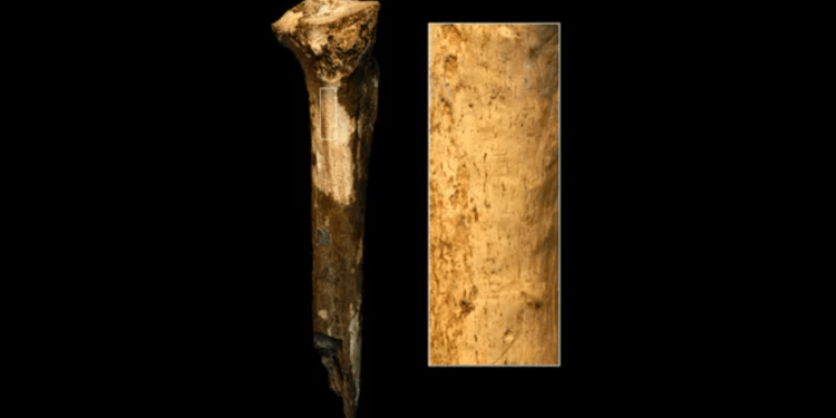 Studii controversate din 2023