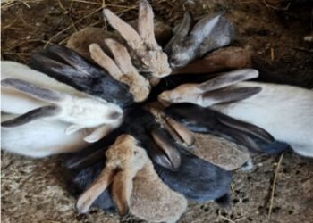 Coccidioza – inamicul nevăzut al iepurilor