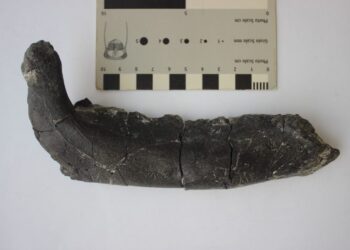 Fosile de dinozaur unice în lume descoperite în Geoparcul Țara Hațegului