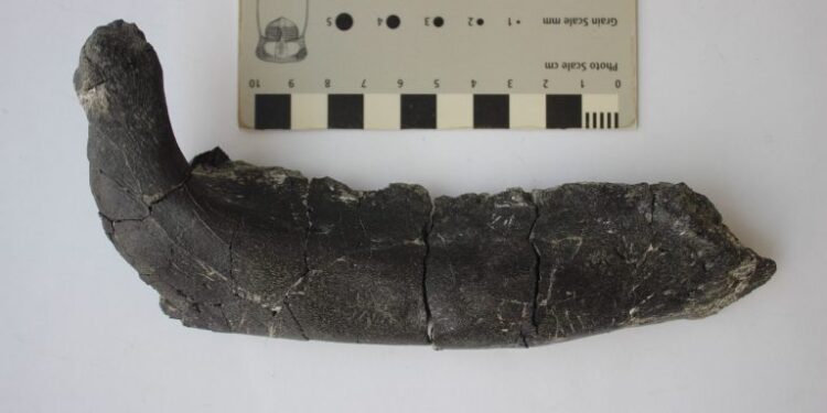 Fosile de dinozaur unice în lume descoperite în Geoparcul Țara Hațegului