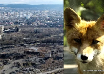 Sălbăticirea din fostele orașe industriale din județul Hunedoara.