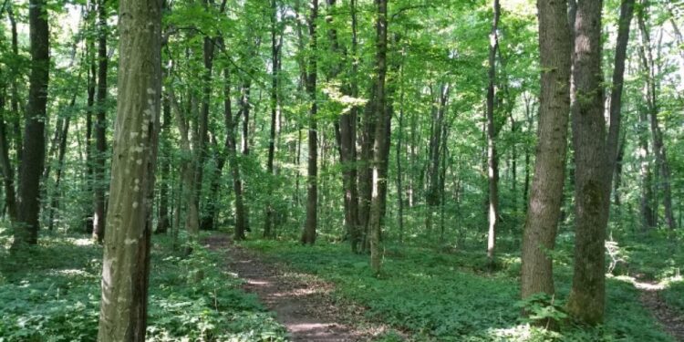 Pădurea Verde, pădure-parc