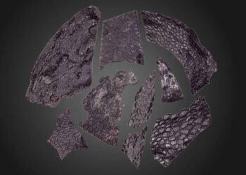 Cea mai veche bucată de piele mumificată