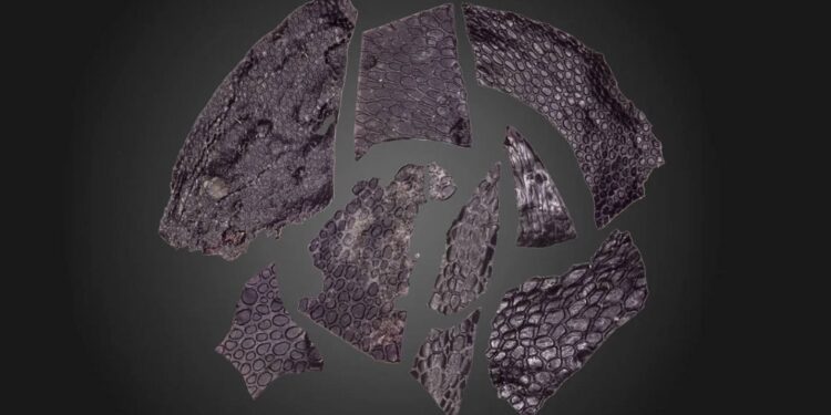 Cea mai veche bucată de piele mumificată