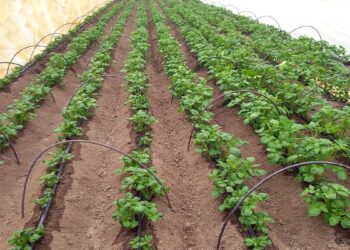 Cultura cartofului timpuriu în spații protejate (solarii)