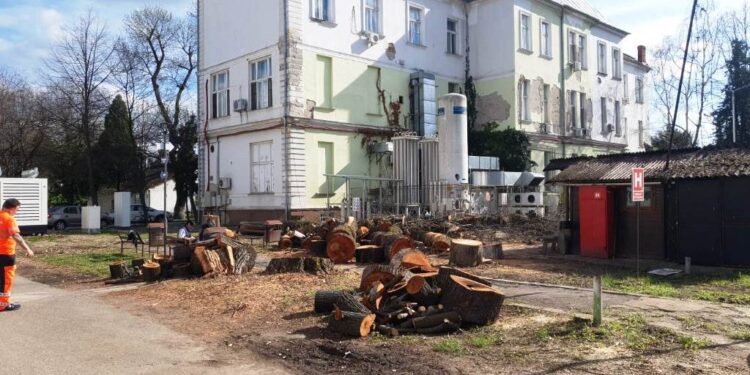 Cad copacii pe capete, în Arad. Spitalul a tăiat mai mulţi arbori din curtea Municipalului