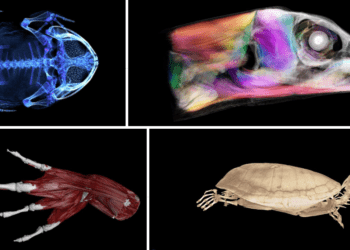 Cabinetul digital de curiozități