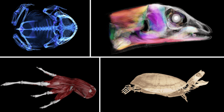 Cabinetul digital de curiozități