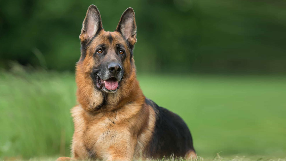 dog1