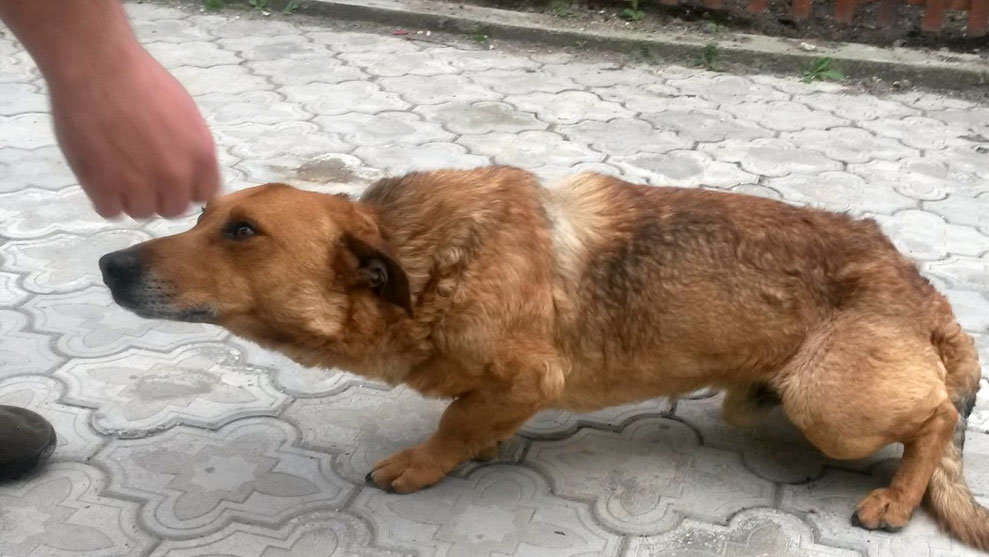 dog2