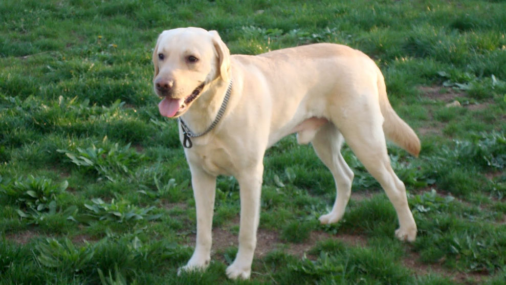 dog3