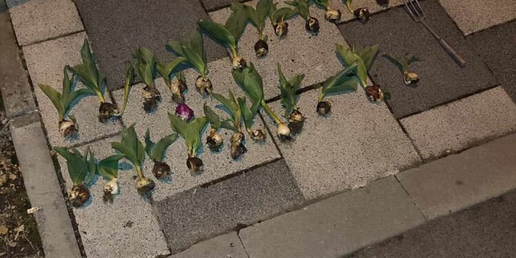 Material dendrofloricol, sustras din Parcul Justiției