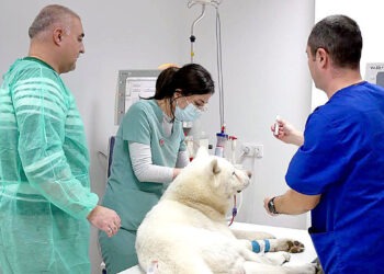 La USVT se află singurul Centru de Hemodializă Veterinară din vestul țării