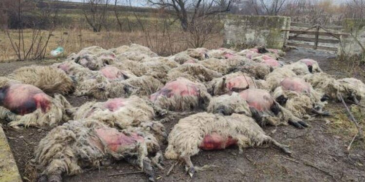 Peste 100 de ovine sufocate de câini vagabonzi, la Giroc