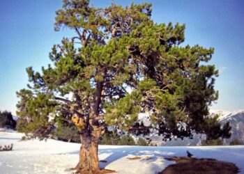 Habitatul de neînlocuit al copacilor antici
