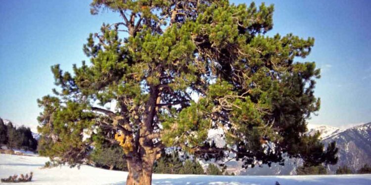 Habitatul de neînlocuit al copacilor antici