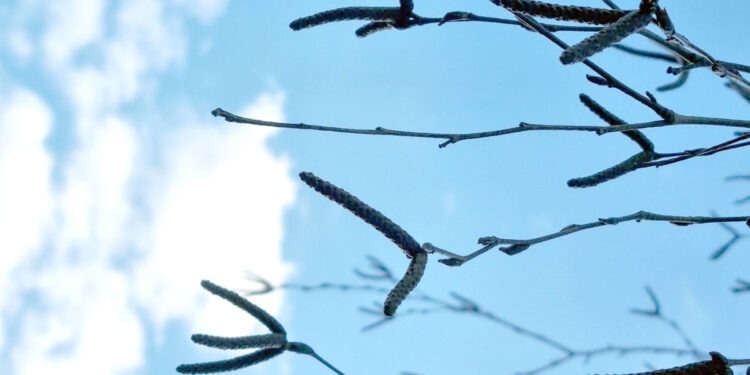 „După-atâta frig şi ceaţă / Iar s-arată… polenul!”