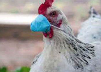 Reevaluare a gripei aviare