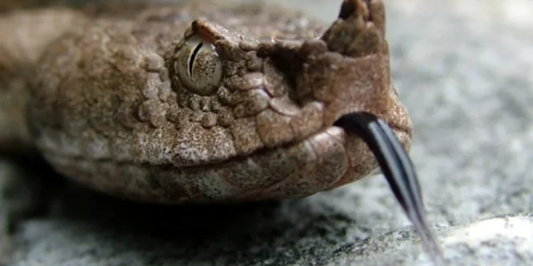 Tărâmul viperelor cu corn din Munții Metaliferi.