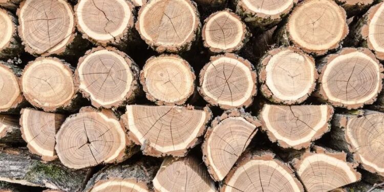 Sancțiuni aplicate de Garda Forestieră