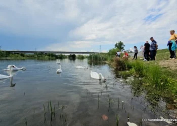 Lacul lebedelor de pe râul Strei din Hunedoara, invadat de turiști.