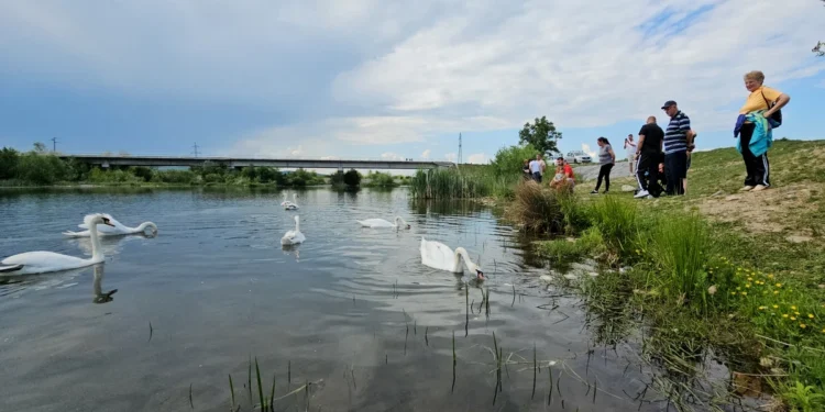 Lacul lebedelor de pe râul Strei din Hunedoara, invadat de turiști.