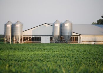 Obținerea de producții competitive în exploatarea scroafelor în sistem intensiv (I)