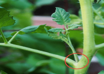 Grădina de lângă casă. Lucrări necesare în grădină în luna iunie