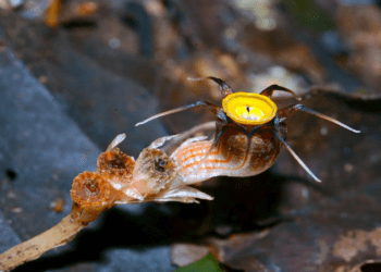 Noua specie Thismia, descoperită în Malaezia