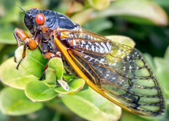 Noua apariție a cicadelor