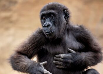 Coexistența maimuțelor în Europa