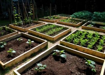 Grădina de lângă casă