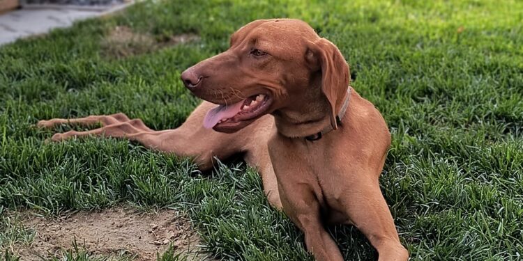 Ziua Internațională A Celui Mai Bun Prieten