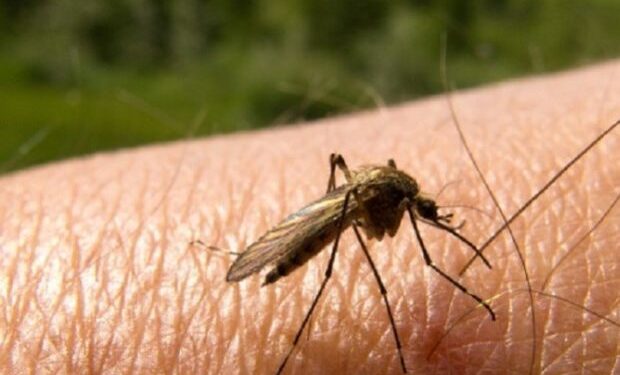 În perioada 10 – 16 septembrie,o nouă operație de dezinsecție terestră va avea loc la Timișoara