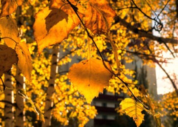 Se încălzește vremea în Banat și Crișana