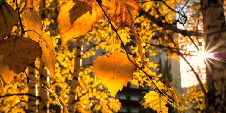 Se încălzește vremea în Banat și Crișana