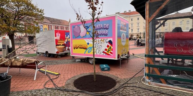 Piața Libertății primește copaci maturi