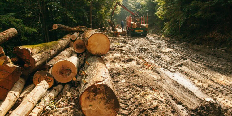 Suprafața pădurilor protejate se dublează