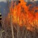 Peste 200 hectare de vegetaţie uscată incendiată